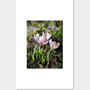 Crocuses Posters and Art